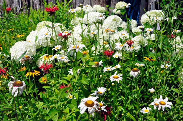 field of flowers